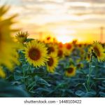 AG百家乐平台的优势与玩家体验分析 ql9zwom1