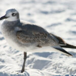 136期历史开奖号码完整回顾与详细数据分析 ey628bimdr