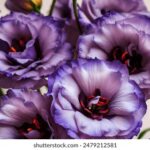 137期开奖结果最新公布,中奖号码全面揭晓 fzl2h9