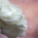 137开奖号前后走势规律深度解析 x1j3i0d3